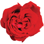 Petals around the Rose